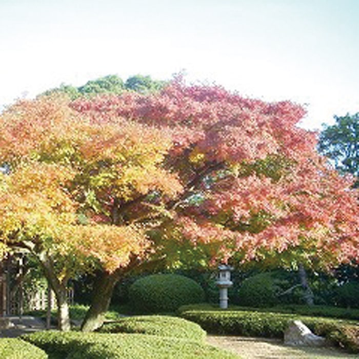 松風園｜日本庭園福岡｜福岡市文化交流公園｜平尾