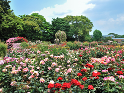 福岡市植物園｜平尾商工連合会